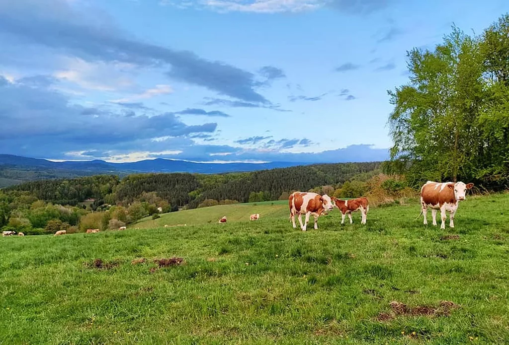 Unsuspecting cattle were paintball's first "eliminations."